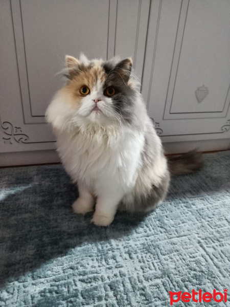 Chinchilla, Kedi  POPPY fotoğrafı