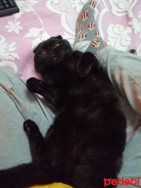 Scottish Fold, Kedi  Çamur fotoğrafı