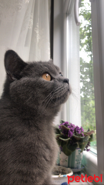 British Shorthair, Kedi  Sherlock fotoğrafı
