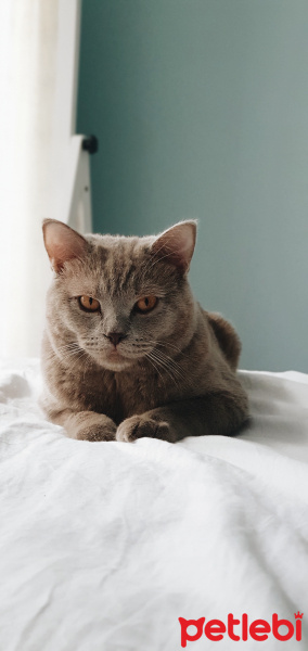 British Shorthair, Kedi  Simba fotoğrafı
