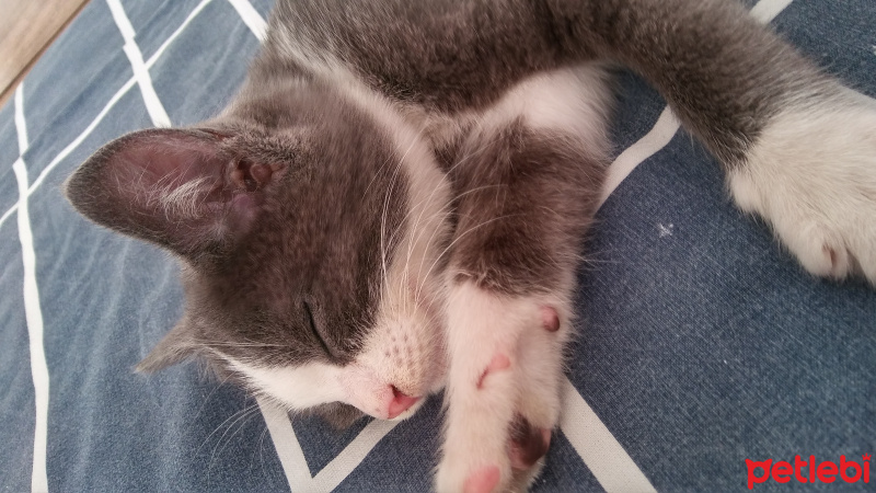 British Shorthair, Kedi  Duman fotoğrafı