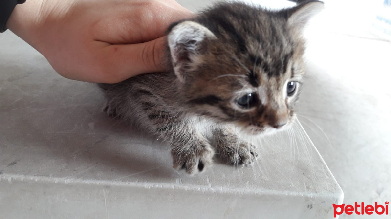 Tekir Kedi, Kedi  petibör fotoğrafı