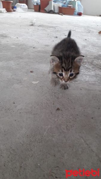 Tekir Kedi, Kedi  petibör fotoğrafı