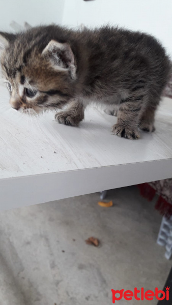 Tekir Kedi, Kedi  petibör fotoğrafı