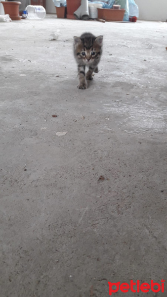 Tekir Kedi, Kedi  petibör fotoğrafı