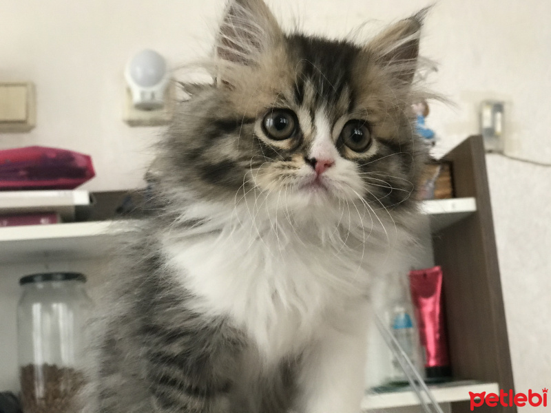Chinchilla, Kedi  Simba fotoğrafı