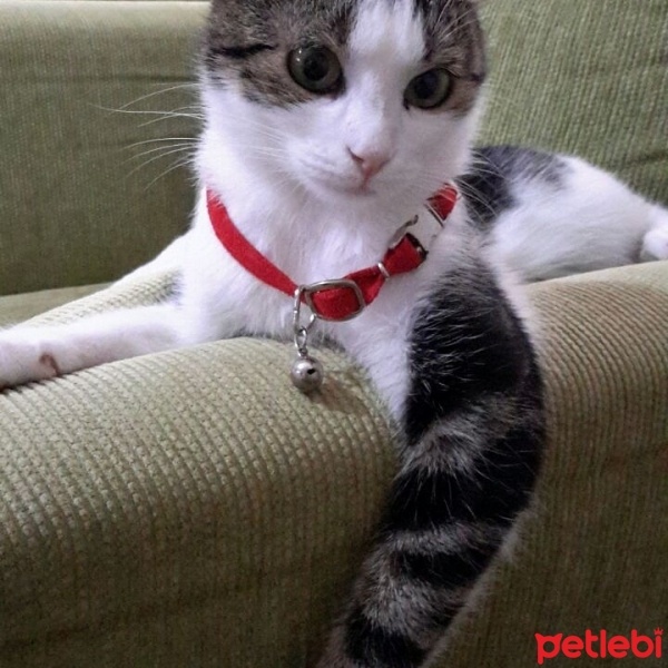 Tekir Kedi, Kedi  Lokum fotoğrafı