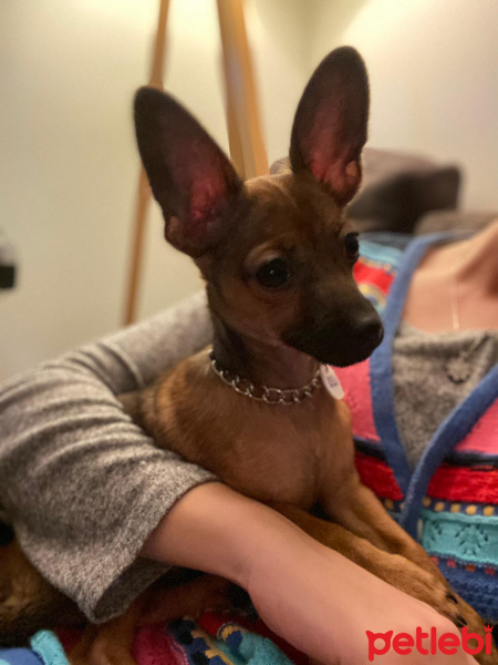 Minyatür Pinscher, Köpek  LEO fotoğrafı