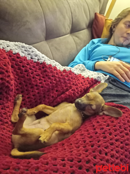 Minyatür Pinscher, Köpek  LEO fotoğrafı