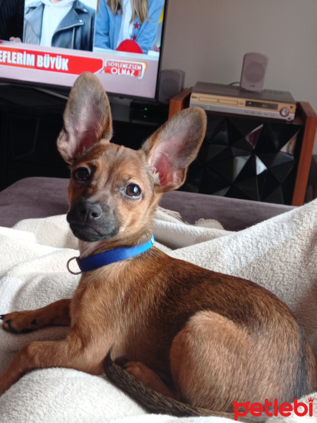 Minyatür Pinscher, Köpek  LEO fotoğrafı