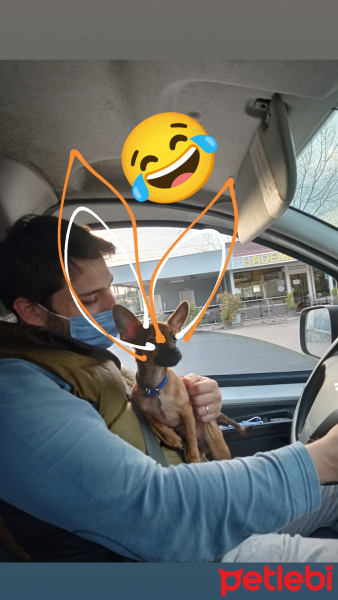 Minyatür Pinscher, Köpek  LEO fotoğrafı