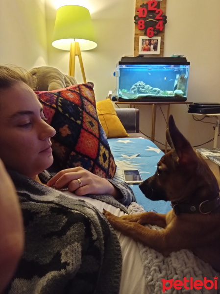 Minyatür Pinscher, Köpek  LEO fotoğrafı