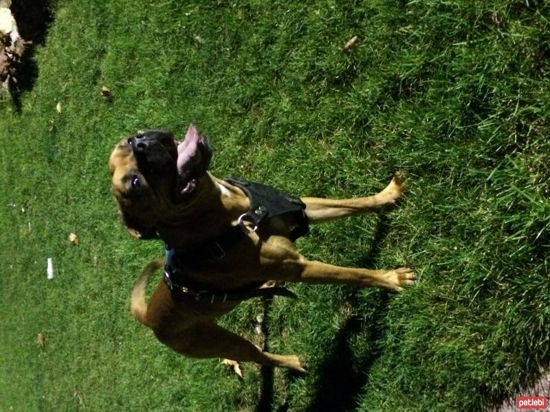 Boxer, Köpek  DEXTER fotoğrafı