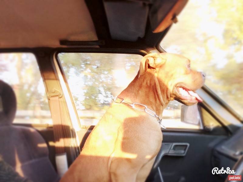 Boxer, Köpek  DEXTER fotoğrafı