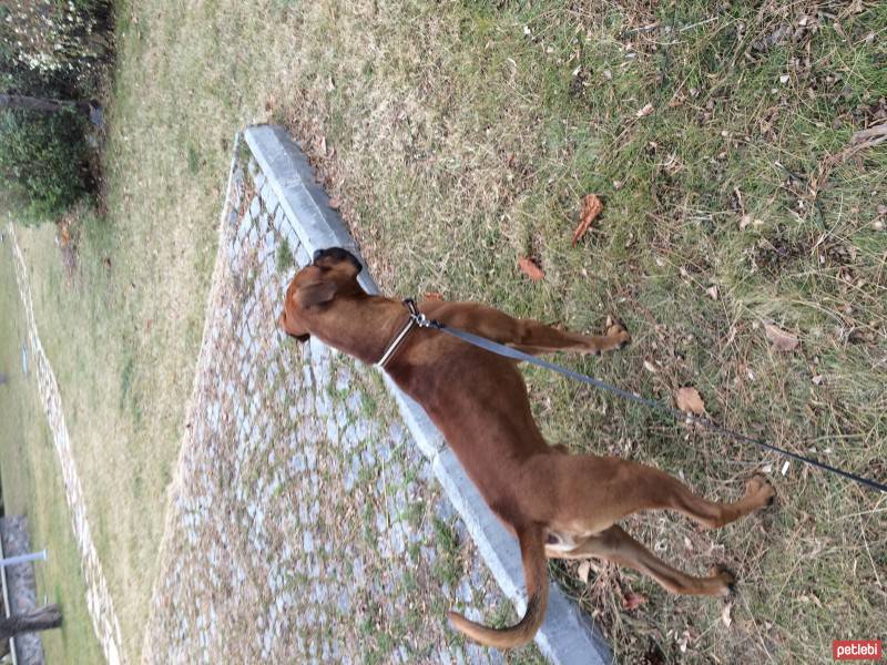 Boxer, Köpek  DEXTER fotoğrafı