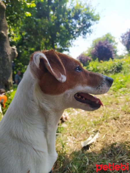 Jack Russell Terrier, Köpek  Cesur fotoğrafı