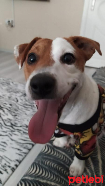 Jack Russell Terrier, Köpek  Cesur fotoğrafı