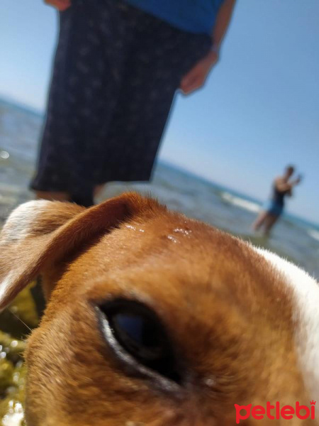 Jack Russell Terrier, Köpek  Cesur fotoğrafı