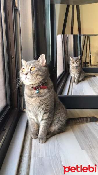 British Shorthair, Kedi  Rıfkı ❣️ fotoğrafı