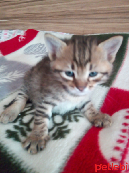 Tekir Kedi, Kedi  Zilli fotoğrafı