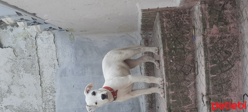 Dogo Arjantin, Köpek  Zeyna fotoğrafı