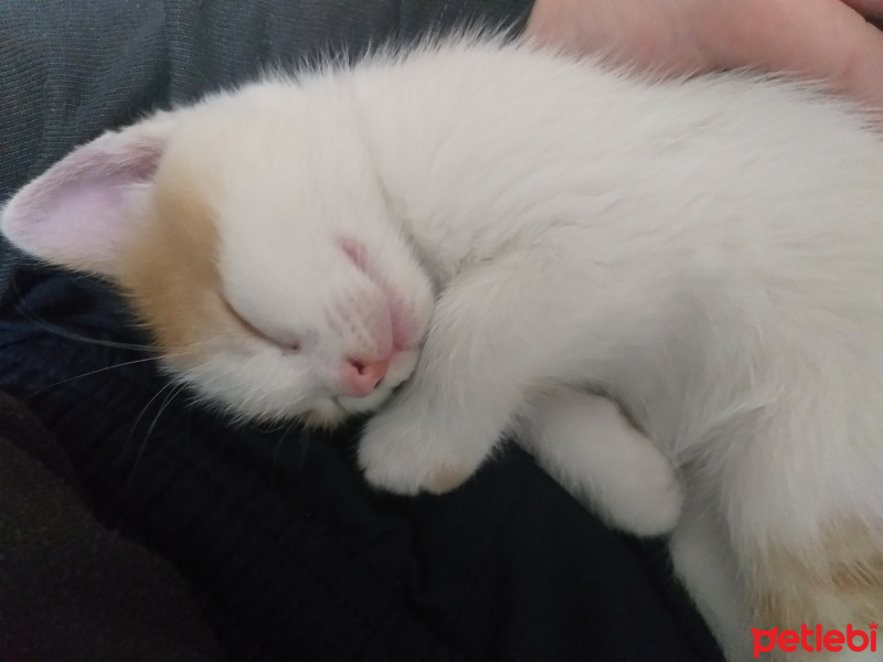 Tekir Kedi, Kedi  Winnie fotoğrafı