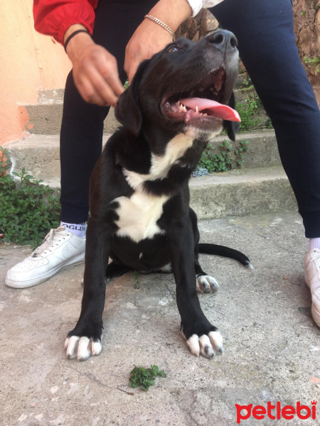 Cane Corso Italiano, Köpek  Nova fotoğrafı