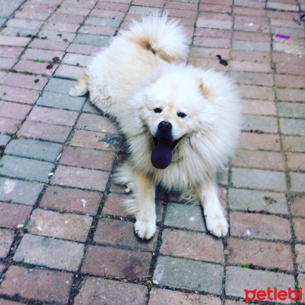 Chow Chow (çin Aslanı), Köpek  Kral fotoğrafı