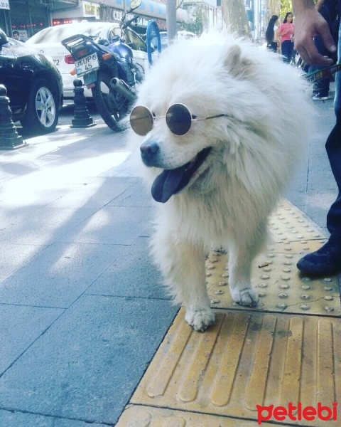 Chow Chow (çin Aslanı), Köpek  Kral fotoğrafı