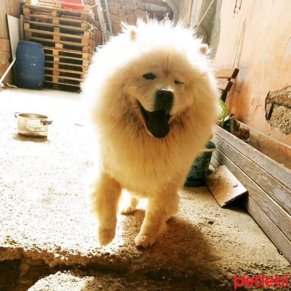 Chow Chow (çin Aslanı), Köpek  Kral fotoğrafı
