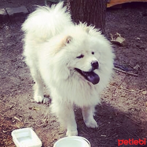 Chow Chow (çin Aslanı), Köpek  Kral fotoğrafı