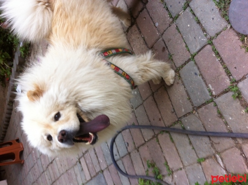 Chow Chow (çin Aslanı), Köpek  Kral fotoğrafı