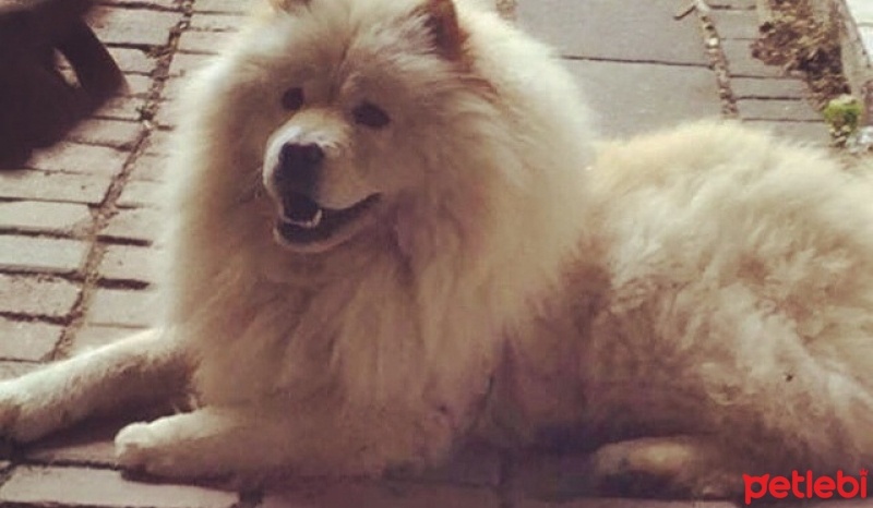 Chow Chow (çin Aslanı), Köpek  Kral fotoğrafı