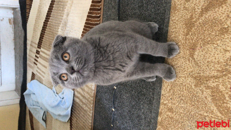 Scottish Fold, Kedi  Cesur fotoğrafı