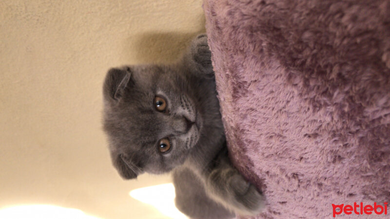 Scottish Fold, Kedi  Cesur fotoğrafı