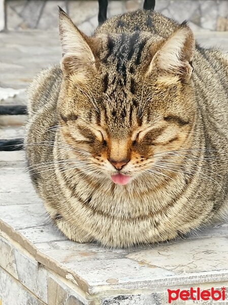 Tekir Kedi, Kedi  Feliye fotoğrafı