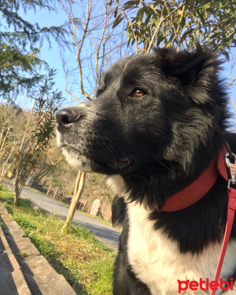 Chow Chow (çin Aslanı), Köpek  Lucky fotoğrafı