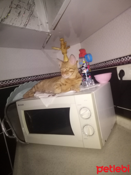 Sarman, Kedi  Pati fotoğrafı
