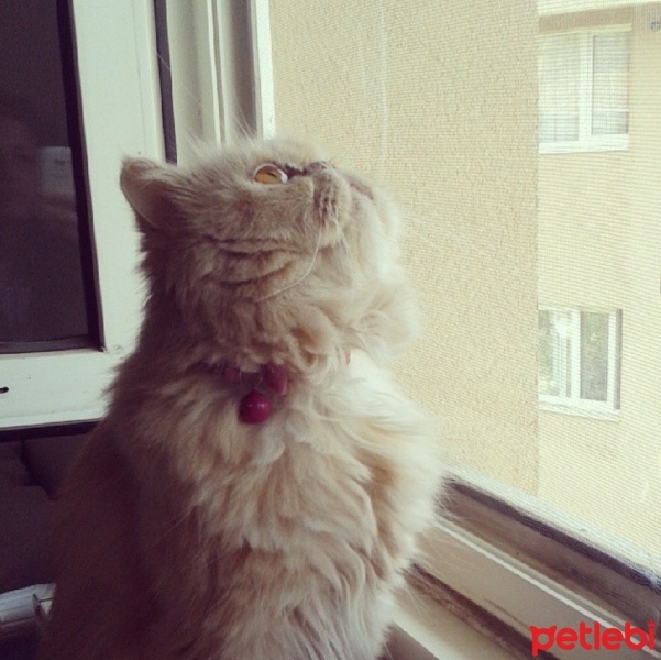 İran Kedisi (Persian), Kedi  Samsa fotoğrafı