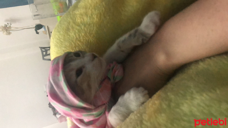 Tekir Kedi, Kedi  Gölge fotoğrafı