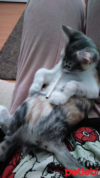 Tekir Kedi, Kedi  Gölge fotoğrafı