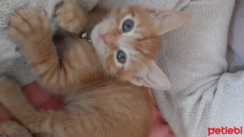 Sarman, Kedi  Nox fotoğrafı