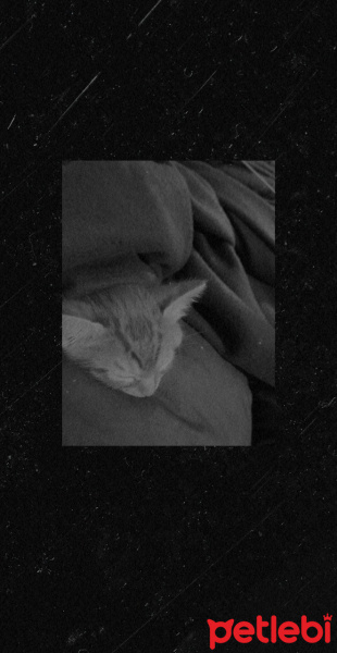 Sarman, Kedi  Nox fotoğrafı