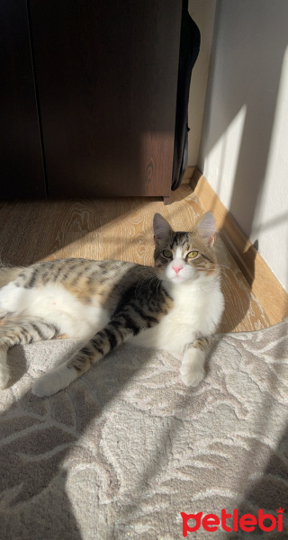 Tekir Kedi, Kedi  Risus fotoğrafı