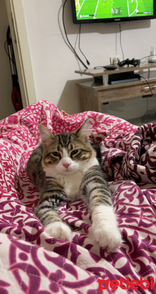 Tekir Kedi, Kedi  Risus fotoğrafı