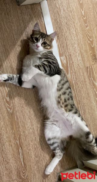 Tekir Kedi, Kedi  Risus fotoğrafı