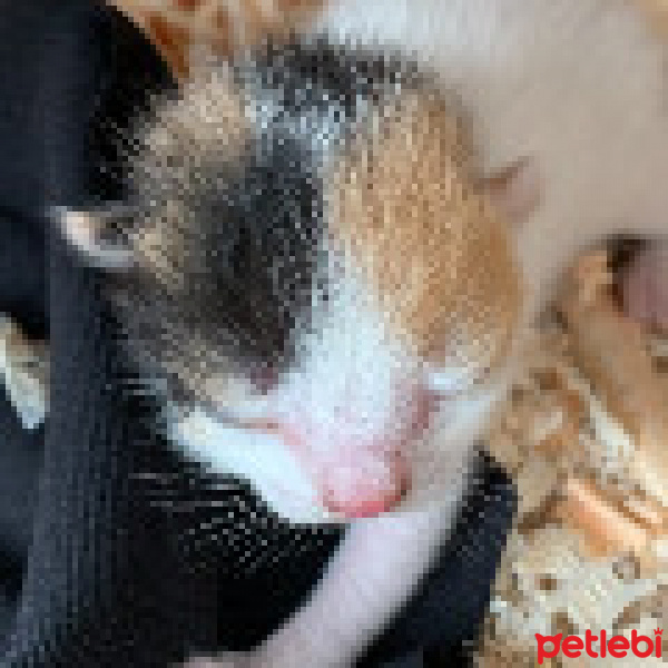 Tekir Kedi, Kedi  Salam fotoğrafı