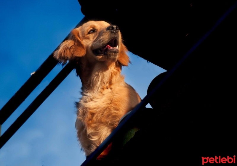 Golden Retriever, Köpek  TARÇIN fotoğrafı
