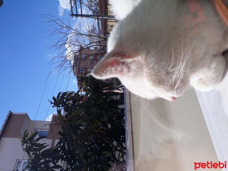 Ankara Kedisi, Kedi  Pamuk fotoğrafı