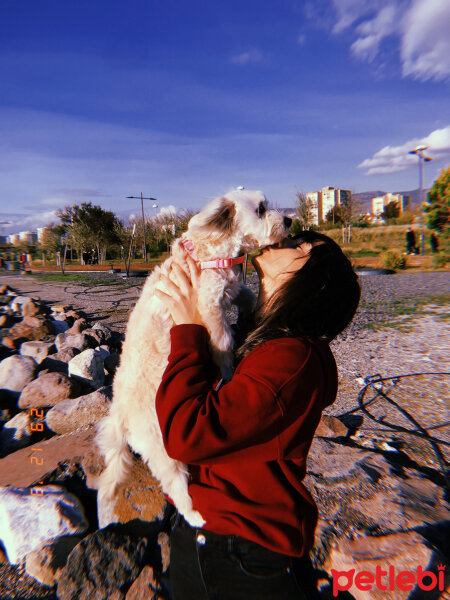 Maltese, Köpek  Loya fotoğrafı